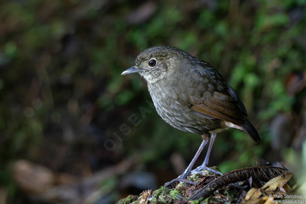 Cundinamarca Antpitta