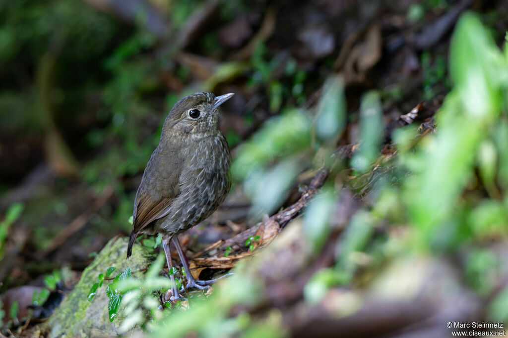 Cundinamarca Antpitta