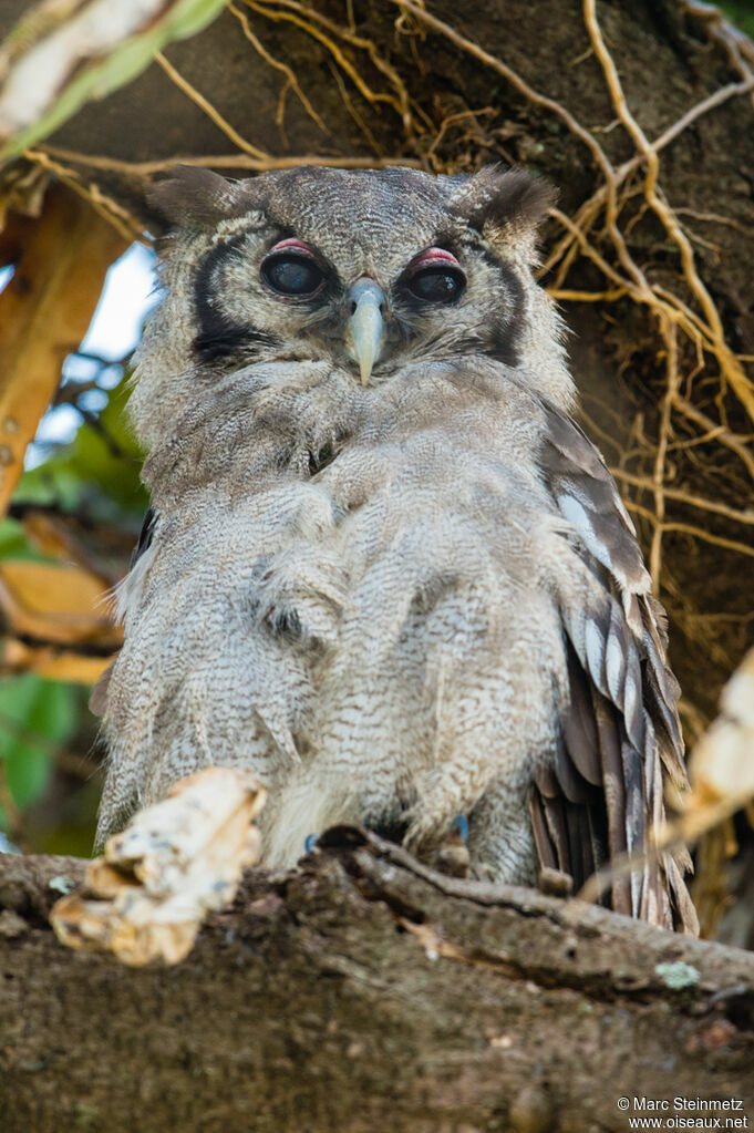 Verreaux's Eagle-Owl