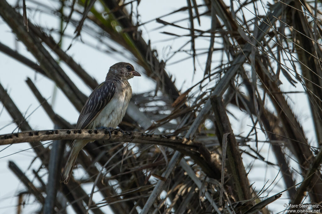 Greater Honeyguide