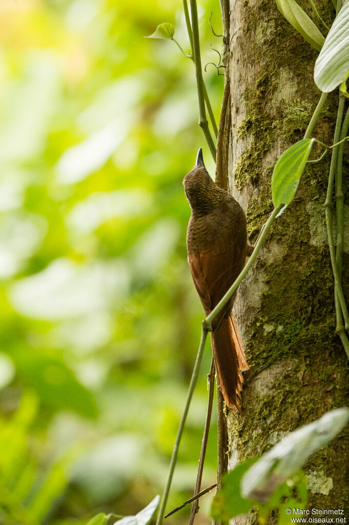 Amazonian Barred Woodcreeper