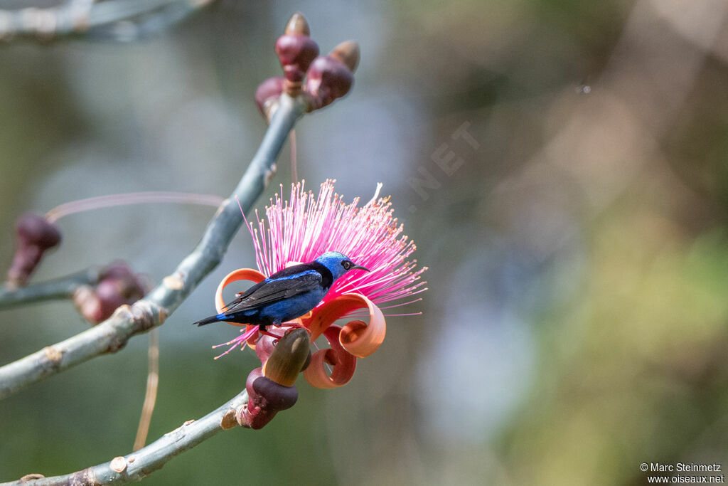 Red-legged Honeycreeper