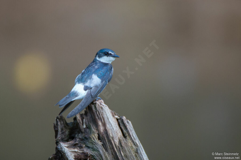 Mangrove Swallow