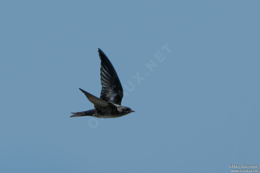 Hirondelle noire