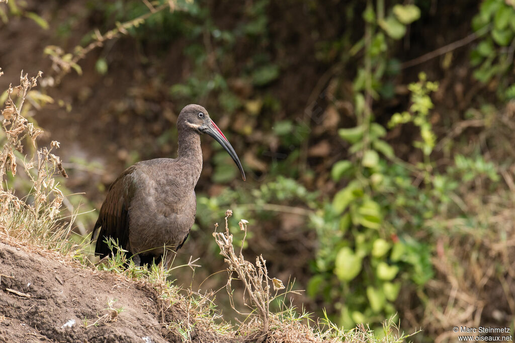 Ibis hagedash