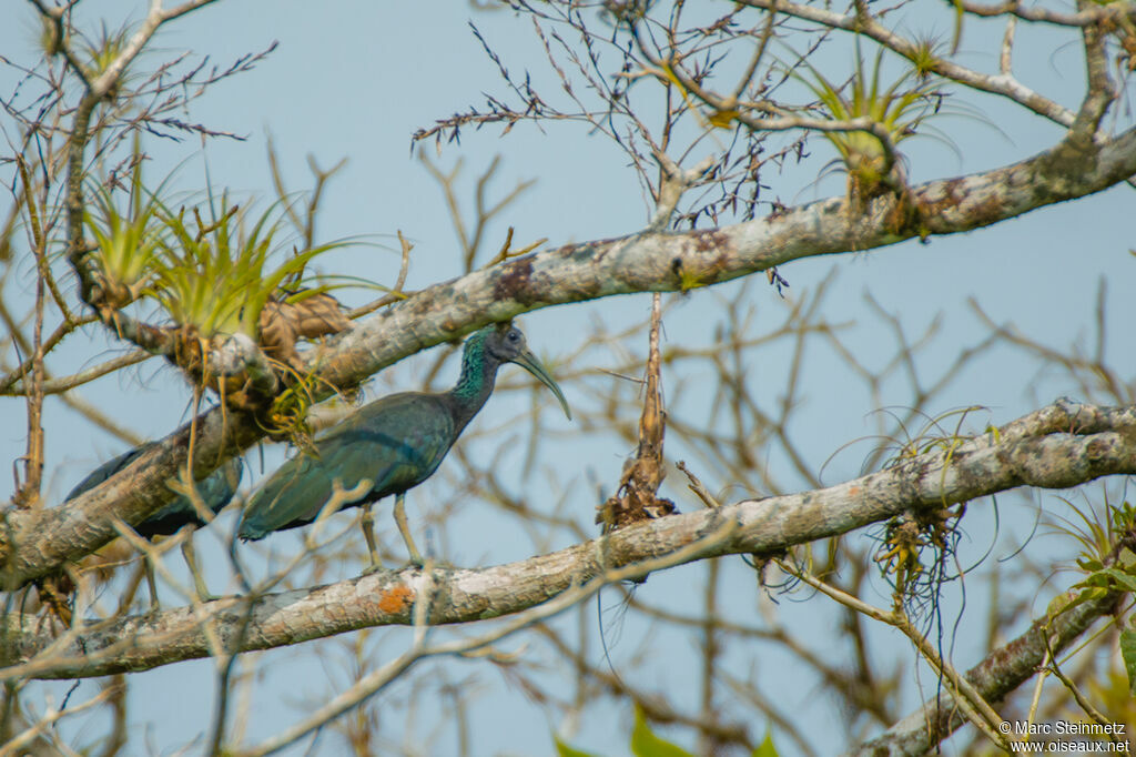 Ibis vert