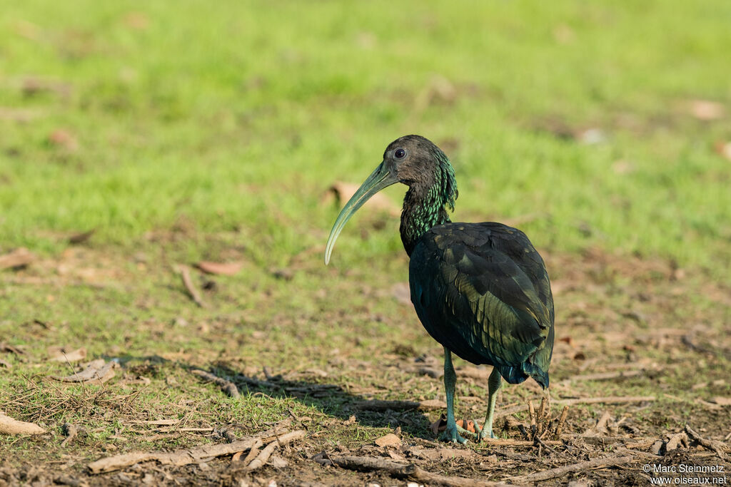 Ibis vert