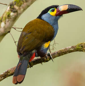 Toucan montagnard