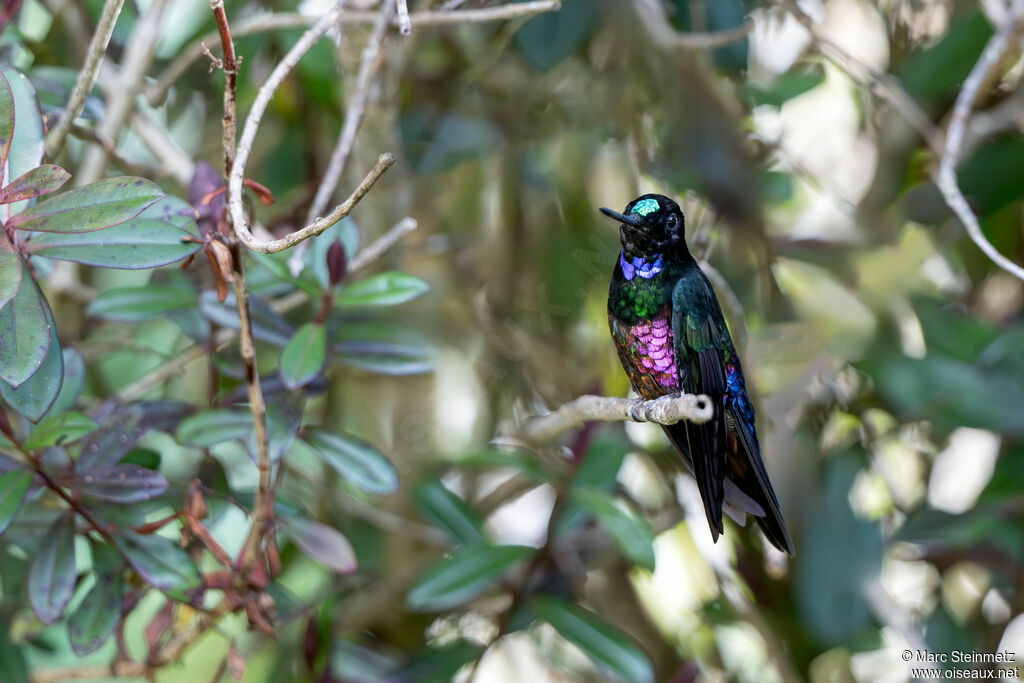 Blue-throated Starfrontlet