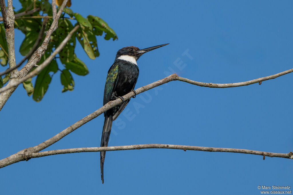 Jacamar à longue queue