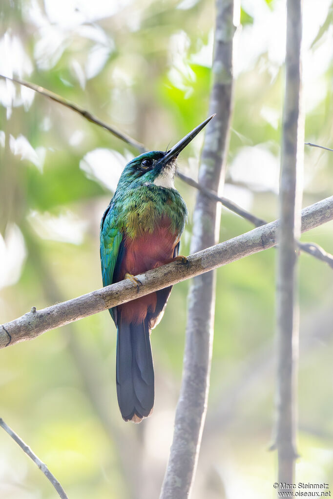 Jacamar vert