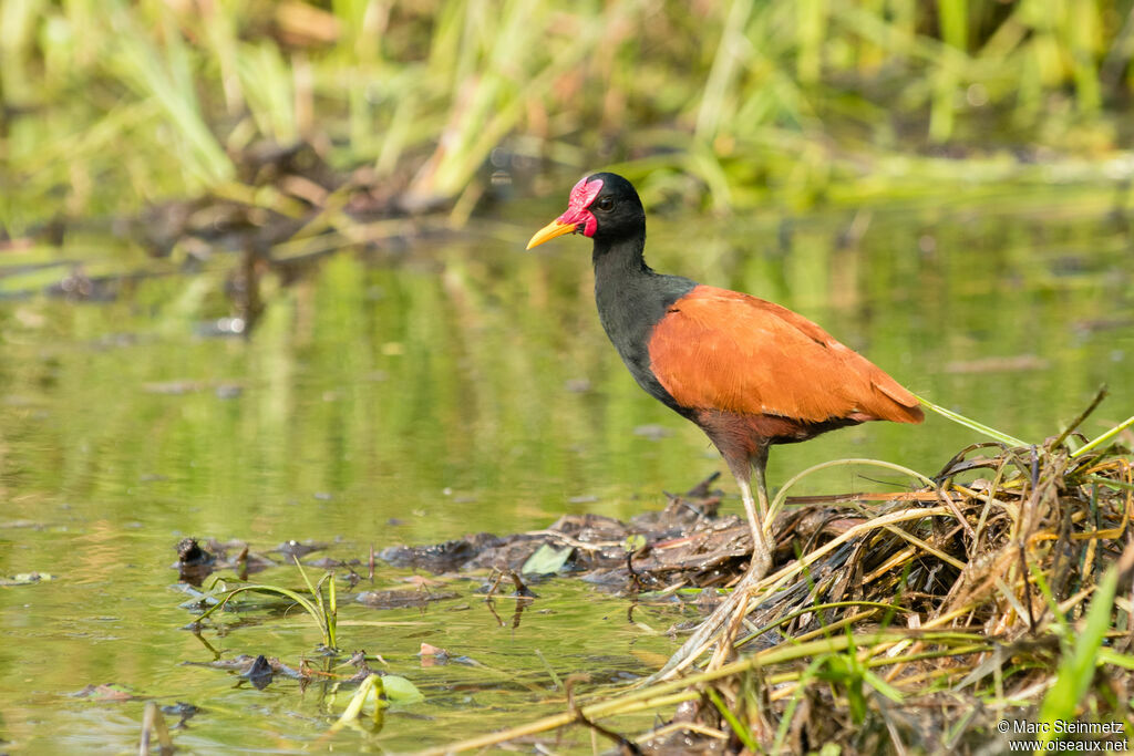 Jacana noir