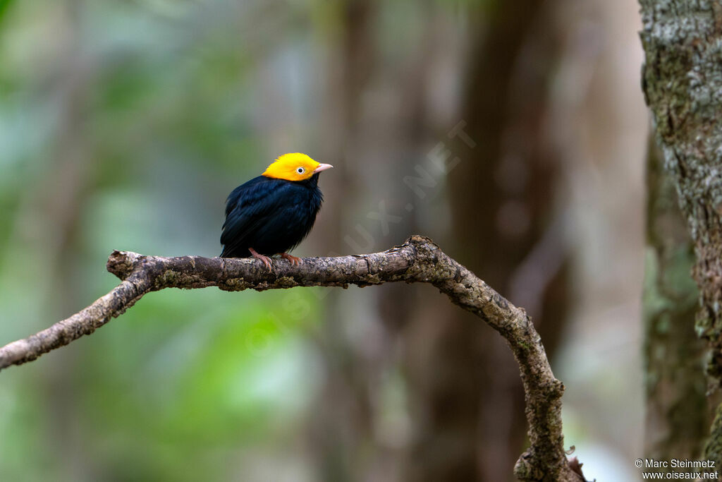 Manakin à tête d'or