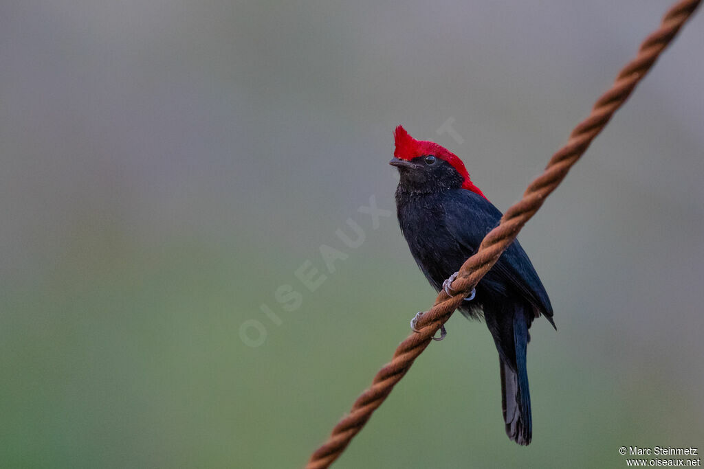 Manakin casqué