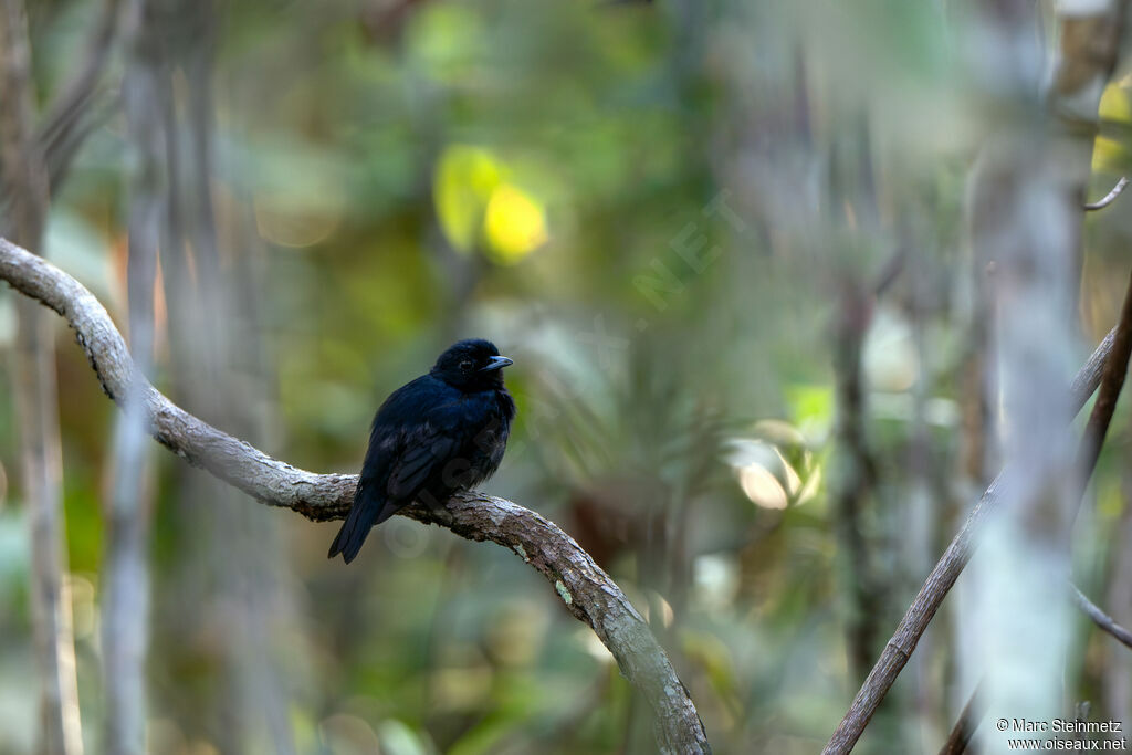Black Manakin