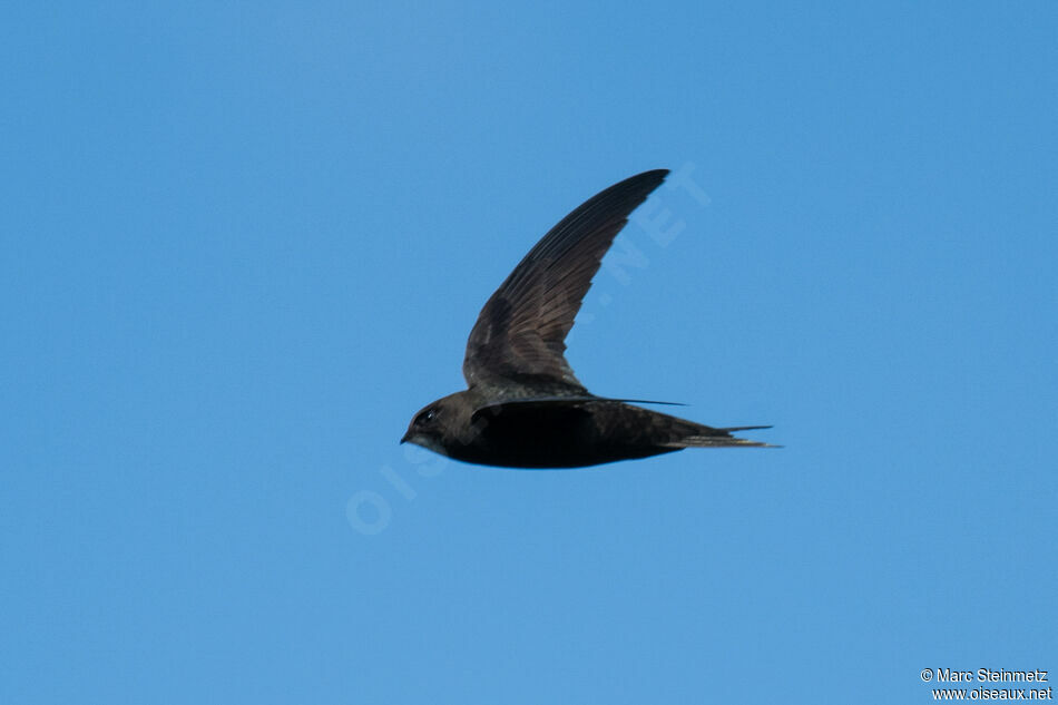 Martinet noir