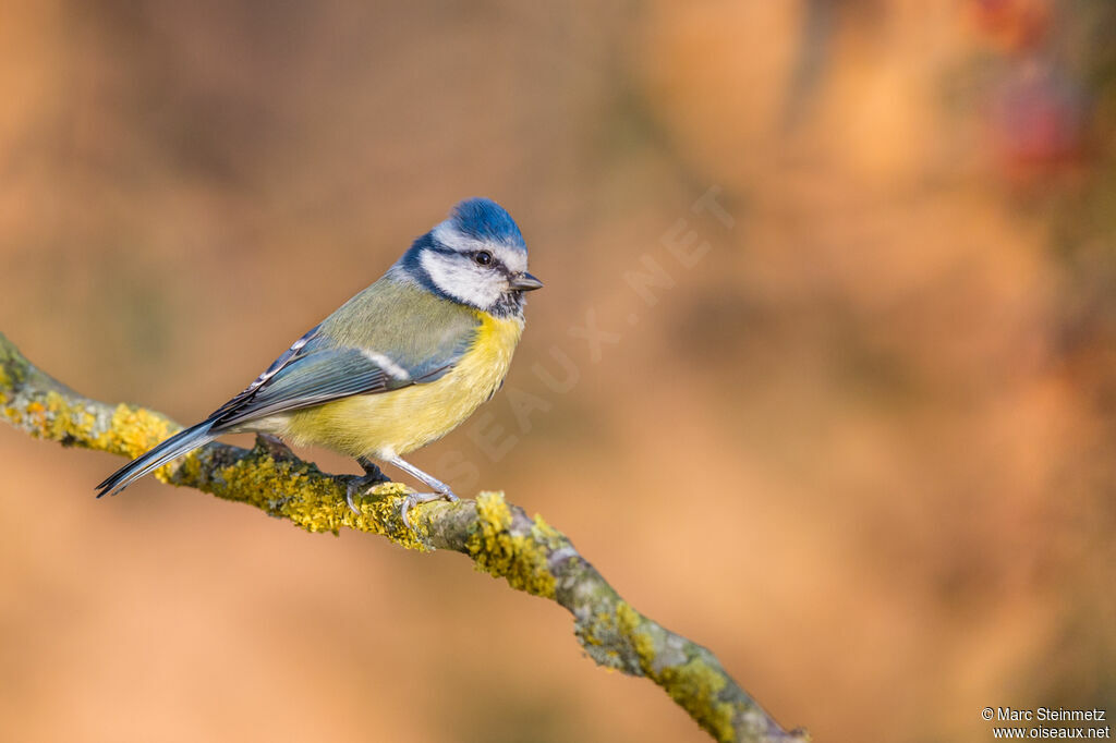 Mésange bleue