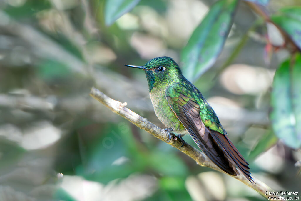 Tyrian Metaltail