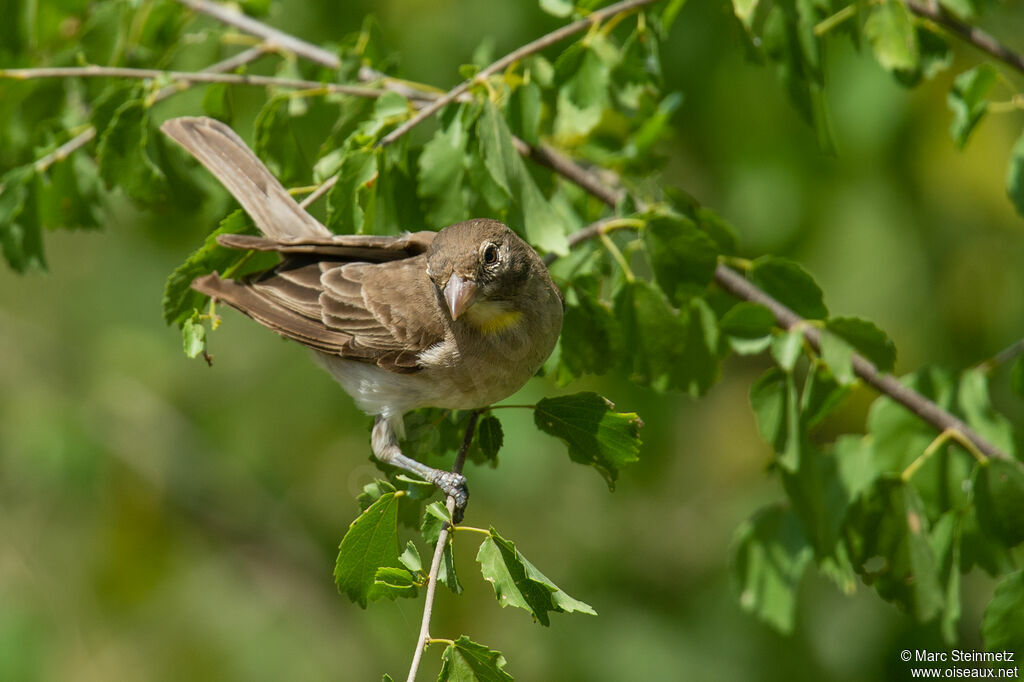 Moineau à point jaune