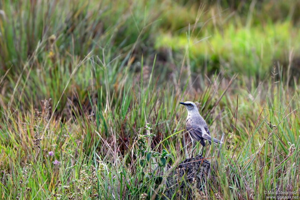 Tropical Mockingbird