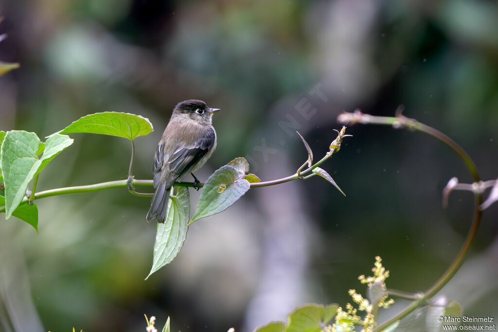 Black-capped Flycatcher
