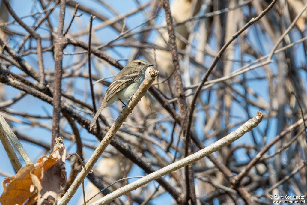 Fuscous Flycatcher