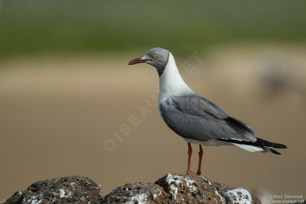 Grey-headed Gull