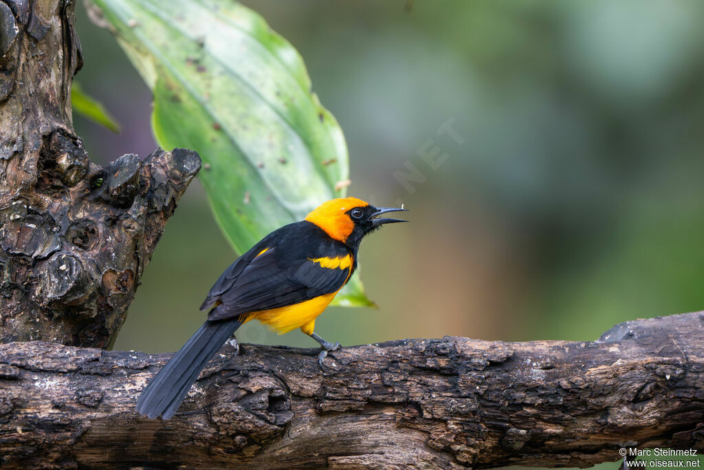 Oriole à tête d'or