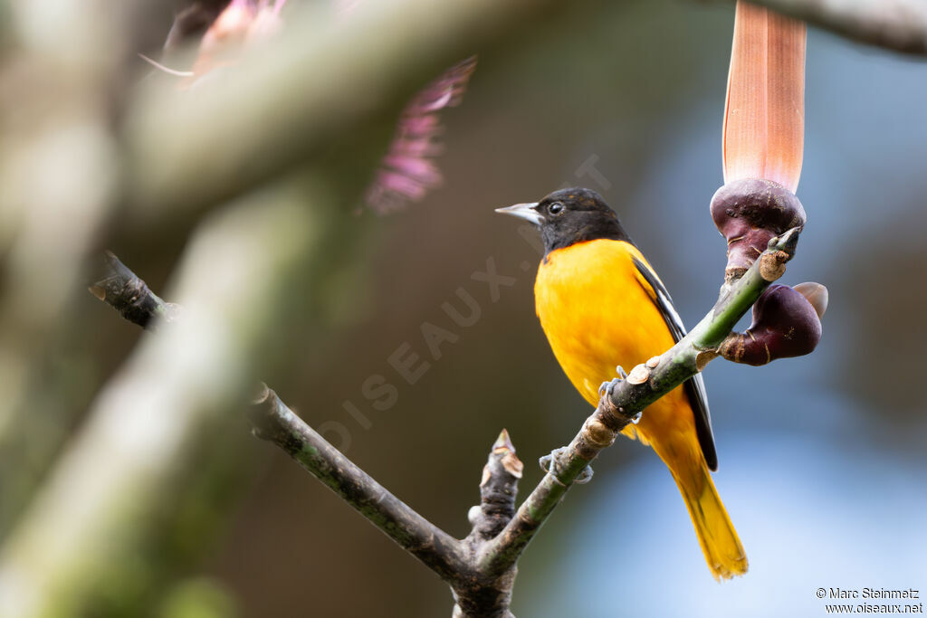 Baltimore Oriole