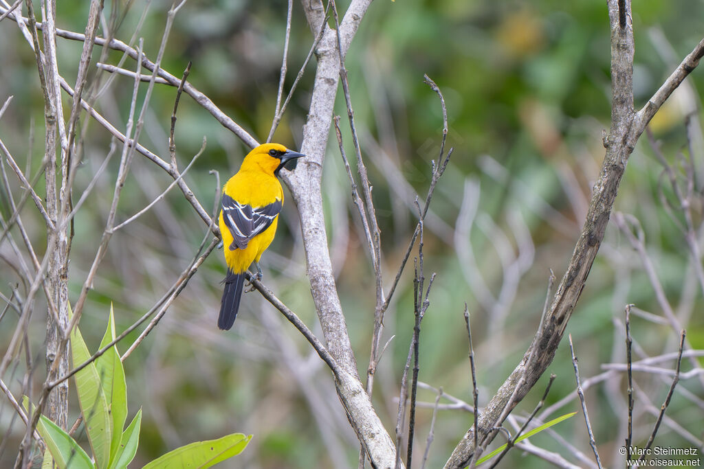 Yellow Oriole