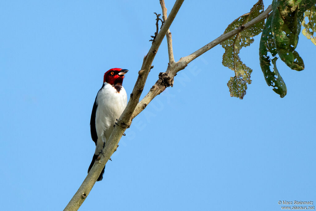 Paroare rougecap