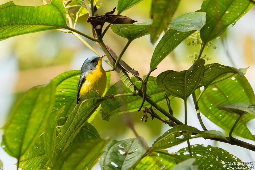 Tropical Parula