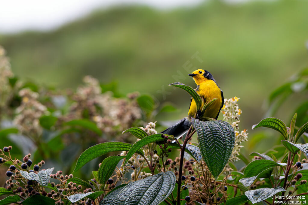 Golden-fronted Whitestart