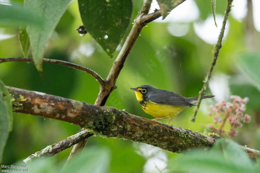 Canada Warbler male adult, habitat, pigmentation
