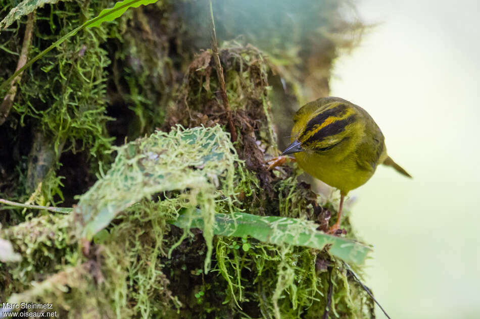Paruline du Chocó