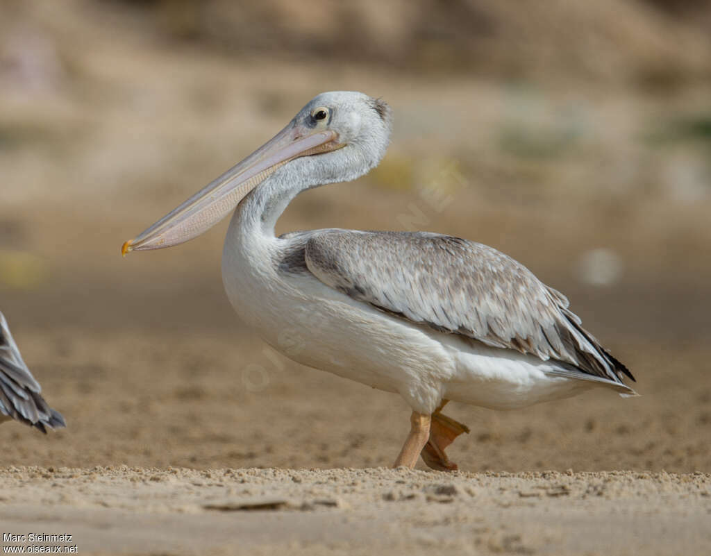 Pink-backed Pelicanimmature