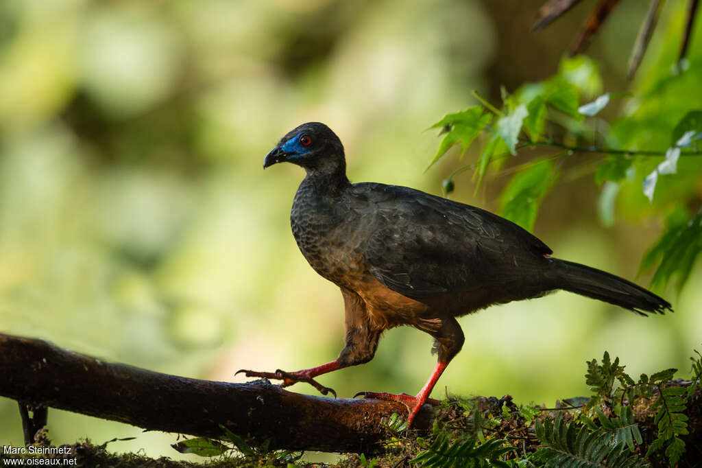 Sickle-winged Guanadult, identification