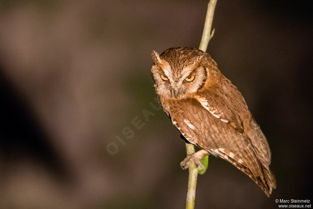Tropical Screech Owl