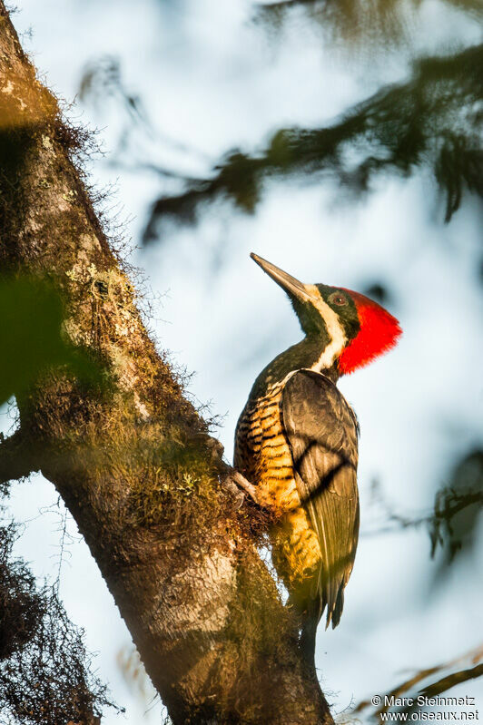 Powerful Woodpecker male adult, identification