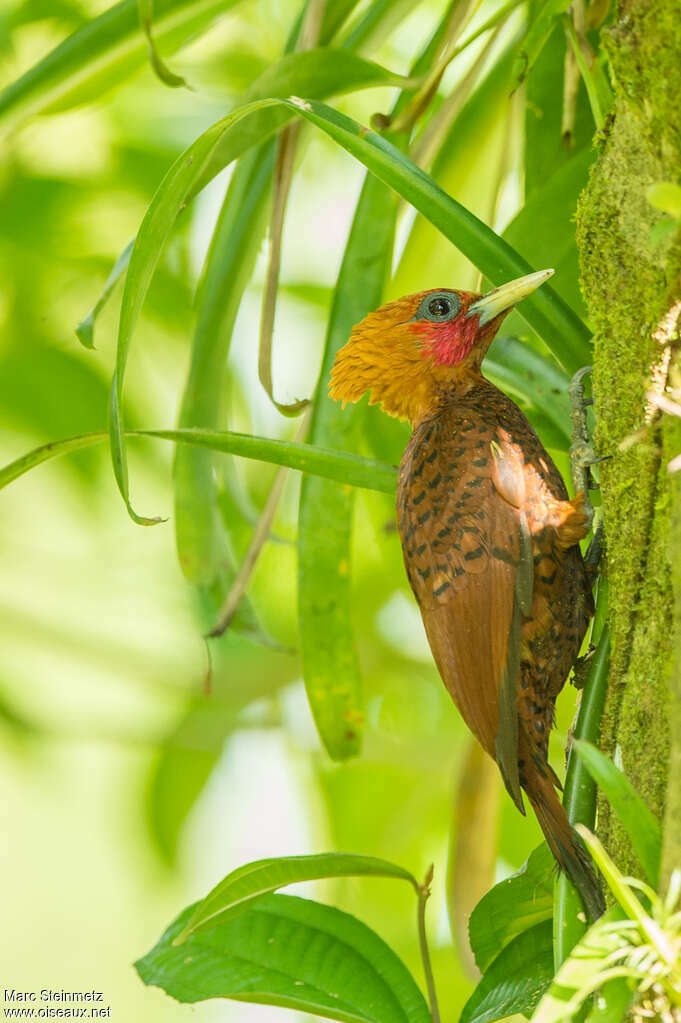 Chestnut-colored Woodpecker male adult, identification
