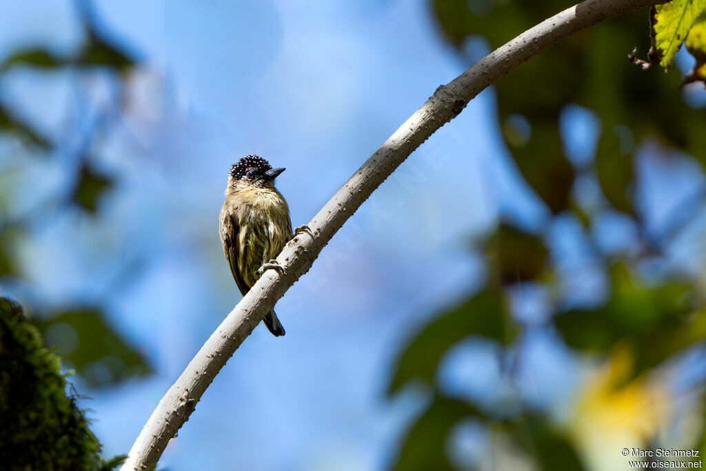 Olivaceous Piculet