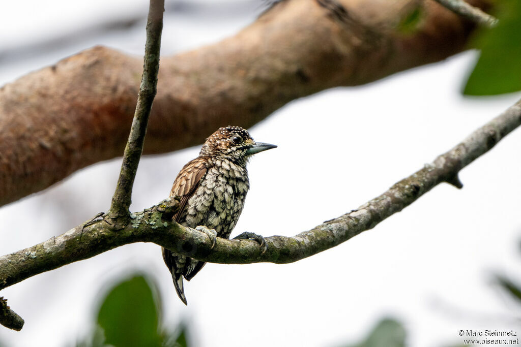 Scaled Piculet