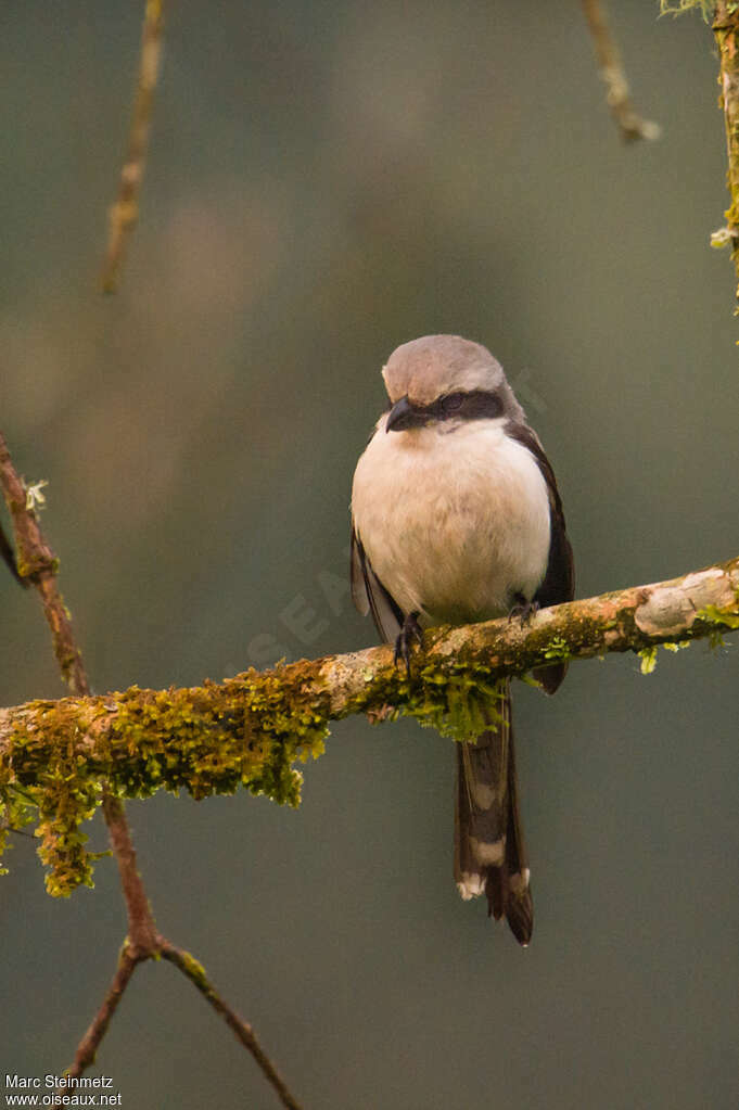 Pie-grièche de Mackinnonimmature
