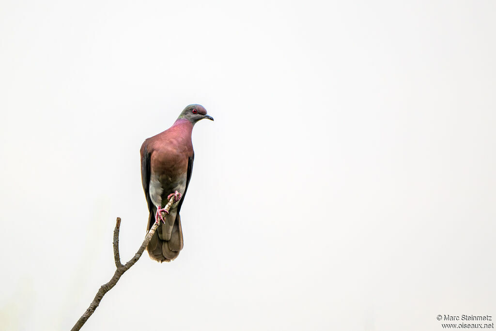 Pale-vented Pigeon