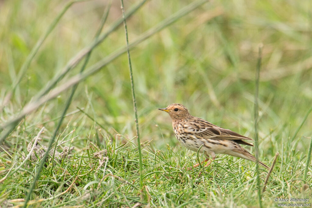 Pipit à gorge rousse