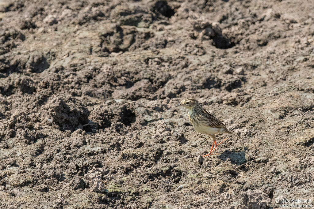 Pipit jaunâtre