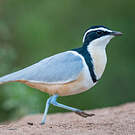 Pluvian fluviatile