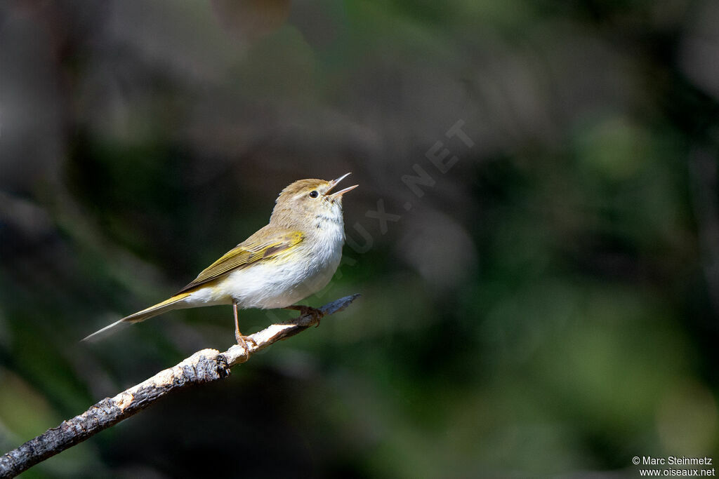 Western Bonelli's Warbler
