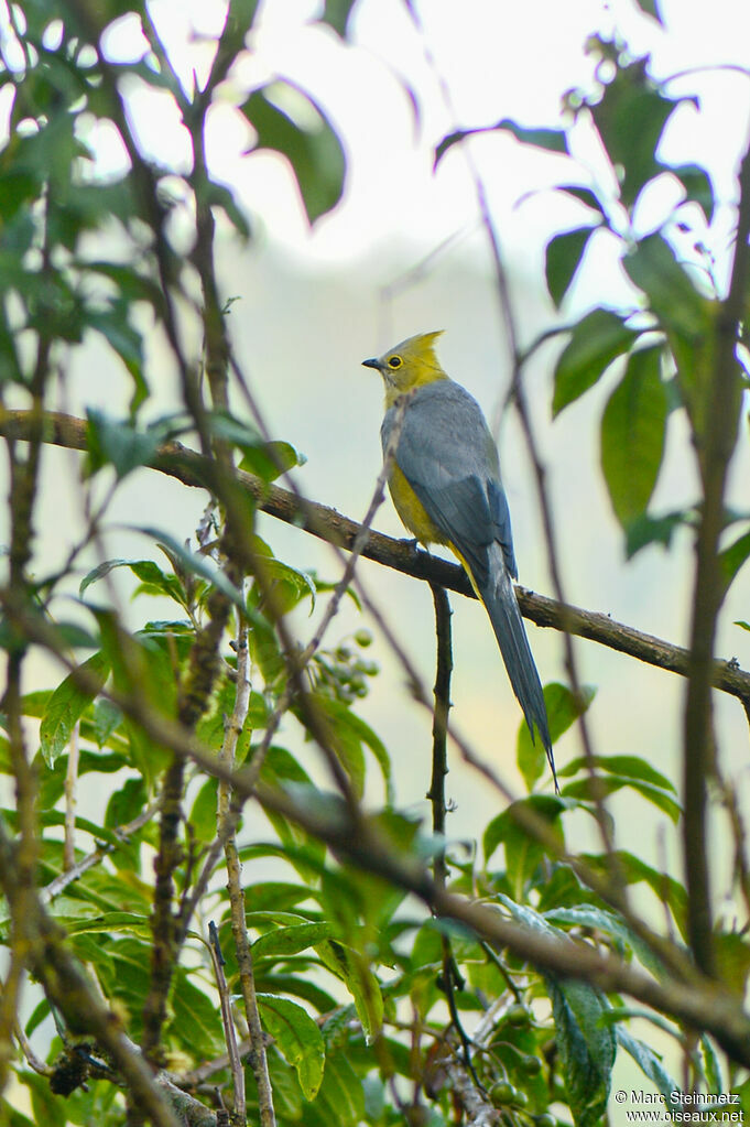 Ptilogon à longue queue