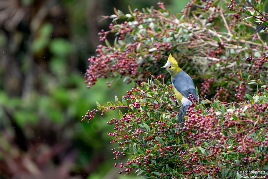 Long-tailed Silky-flycatcher